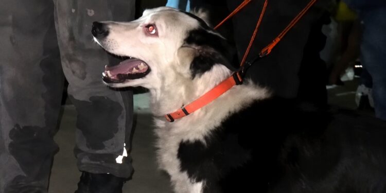 Volvieron a vandalizar el mural del perrito rescatista Tsunami